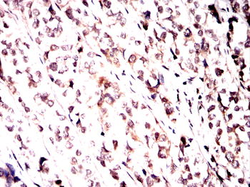 PPARG Antibody
