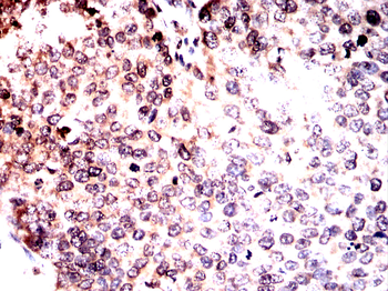 PPARG Antibody