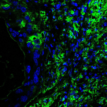 PPARG Antibody