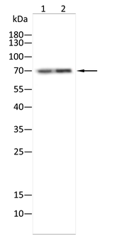 PPARG Antibody