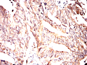 CDKN1A Antibody