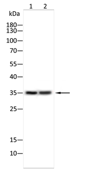 CDKN1A Antibody