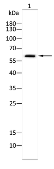 DCT Antibody