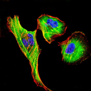 PRPH Antibody