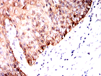 PRPH Antibody