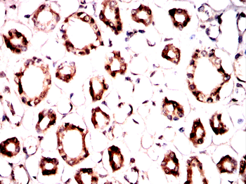 IRF3 Antibody