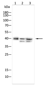 NFKBIB Antibody