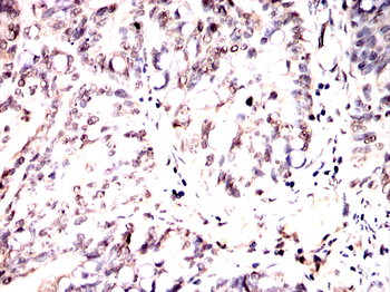 PRKAB1 Antibody