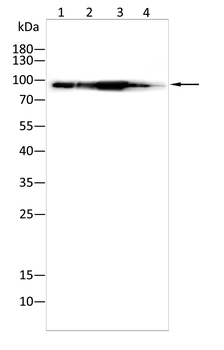 VIL1 Antibody
