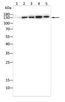 JAK2 Antibody