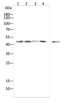 FOS Antibody