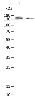 COL3A1 Antibody