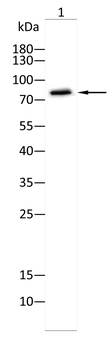 TF Antibody