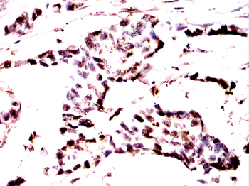 GAPDH Antibody