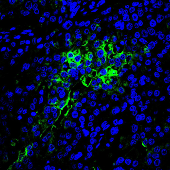 GAPDH Antibody
