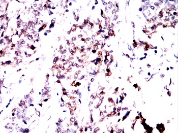 GAPDH Antibody