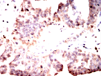 GAPDH Antibody