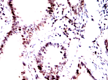 GAPDH Antibody