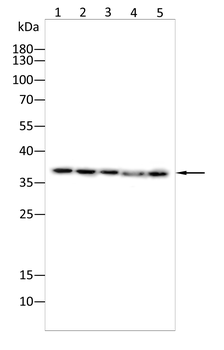 GAPDH Antibody