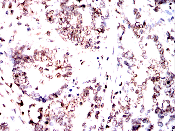 LMNB1 Antibody