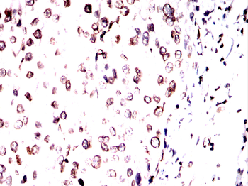 LMNB1 Antibody