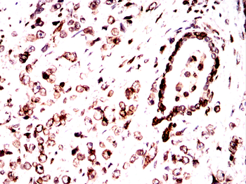 LMNB1 Antibody