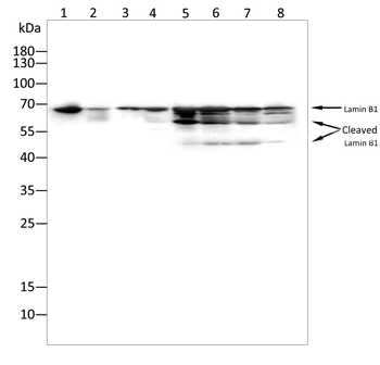 LMNB1 Antibody