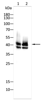 FCER2 Antibody