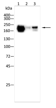PTPRC Antibody