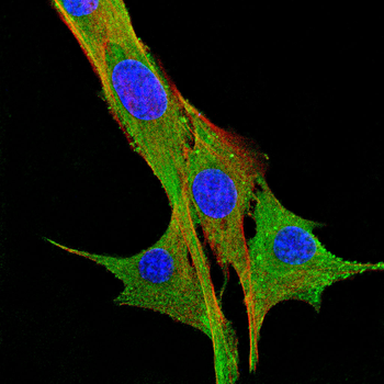 HSP90AB1 Antibody