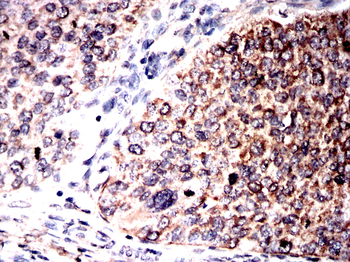 HSP90AB1 Antibody