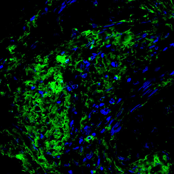 HSP90AB1 Antibody