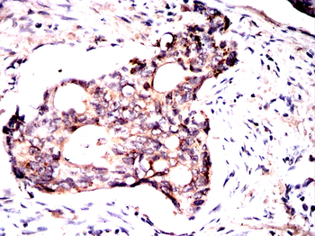 HSP90AB1 Antibody