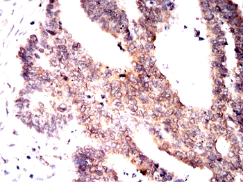 HSP90AB1 Antibody