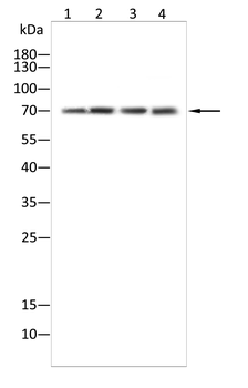 Luciferase antibody