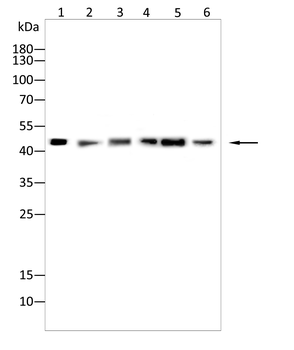 ENO2 Antibody