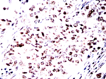 MAPT Antibody