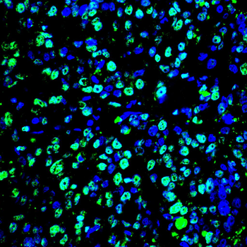 MAPT Antibody