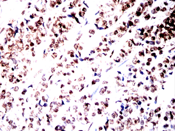 MAPT Antibody