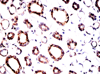 HSPA5 Antibody