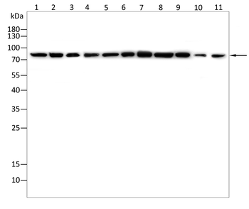 HSPA5 Antibody