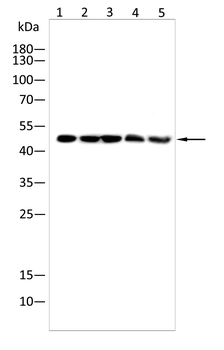 GFAP Antibody