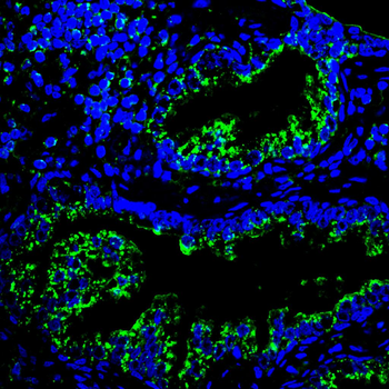 IDE Antibody