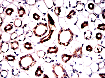 IDE Antibody