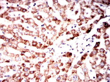 IDE Antibody