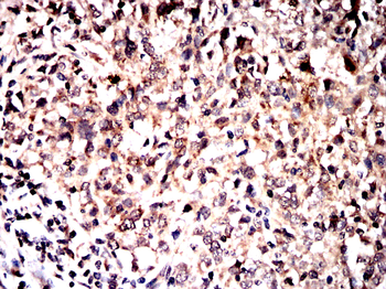 IDE Antibody