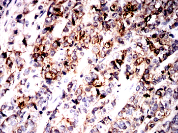 IDE Antibody