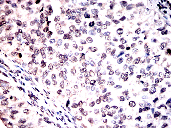 Oct-1 antibody