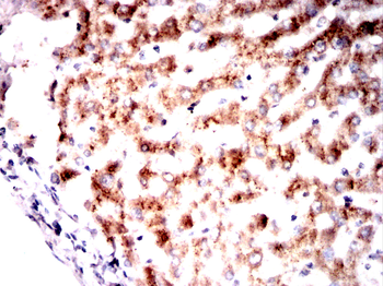 Oct-1 antibody