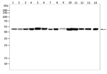 Oct-1 antibody